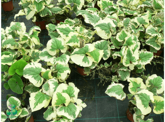 Brunnera macrophylla   'Variegata'